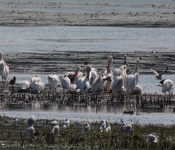MNRiverPelicans 2014 09 017